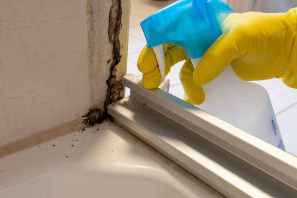 Best Bathroom Mold Remediation in Kensington, NY