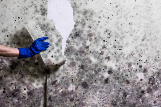 Best Insurance-Related Mold Remediation in Kensington, NY