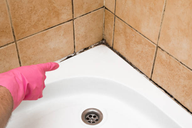 Best Residential Mold Remediation in Kensington, NY